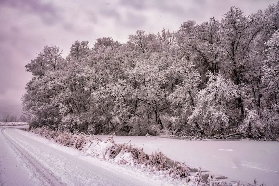 Serene winter scene with snow-covered trees and a winding road in Weaver, MN.